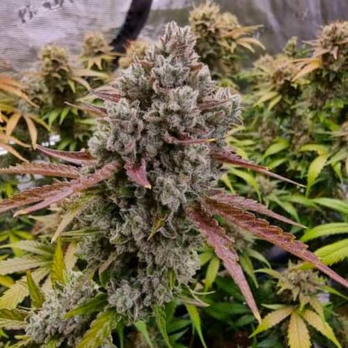 Rainbow Runtz graines > Philosopher Seeds | Graines Féminisées  |  Hybride